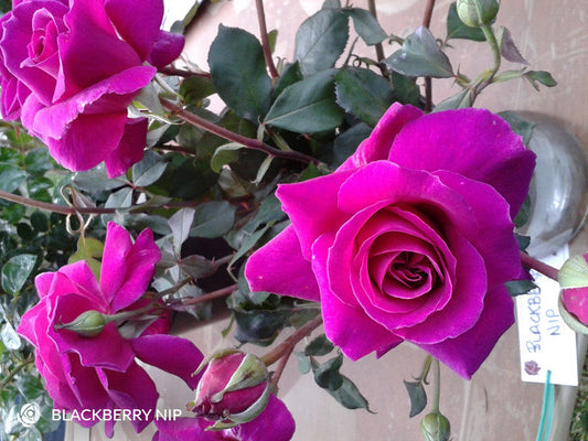 Blackberry Nip - Hybrid Tea Rose