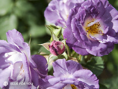 Blue For You - Modern Shrub