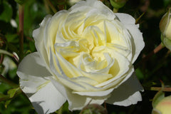 Pierre De Ronsard Blushing (Climbing) (Bareroot)
