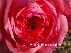 Brief Encounter (Bareroot)