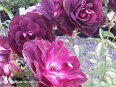 Burgundy Iceberg Rose (Bare Rooted)