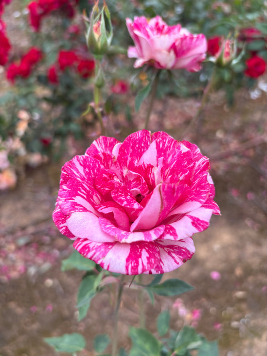 Candy Stripe Hybrid Tea Bush Rose