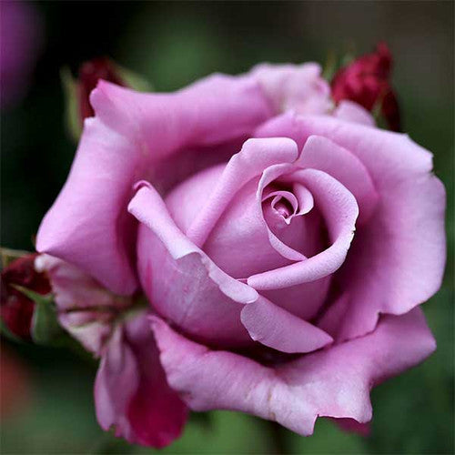 Charles De Gaulle Bareroot