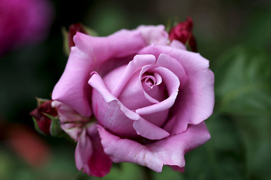 Charles De Gaulle - Hybrid Tea Rose