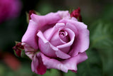Charles De Gaulle - Hybrid Tea Rose