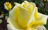 Close To You - Hybrid Tea Rose