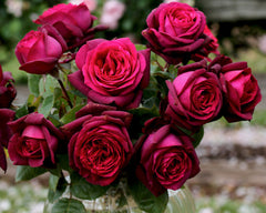 Dark Desire - Hybrid Tea