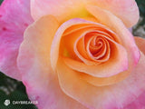 Daybreaker - Hybrid Tea Rose