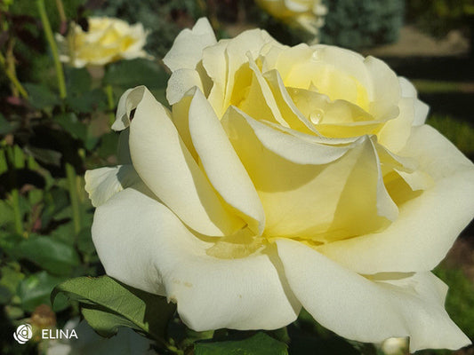 Elina - Hybrid Tea Bush Rose
