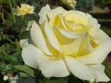 Elina - Hybrid Tea Bush Rose