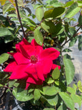 Ena Harkness Bush Rose