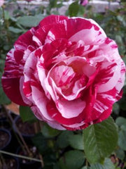 Scentimental - 2ft patio standard