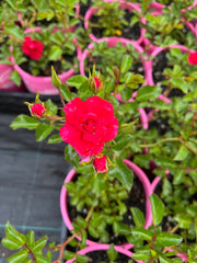 140mm Flower Carpet Cherry