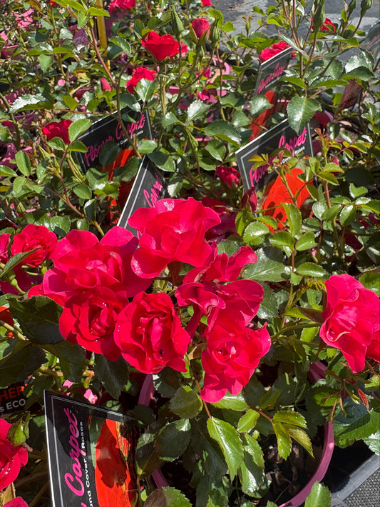 140mm Flower Carpet Scarlet