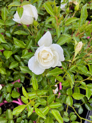 Flower Carpet White 2ft patio (Bareroot)