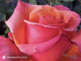 Fragrant Cloud - Hybrid Tea Rose