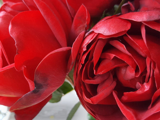 Gallipoli Centenary Rose potted bush rose