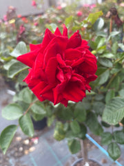 Gallipoli Centenary Rose 2ft patio standard (Bareroot)