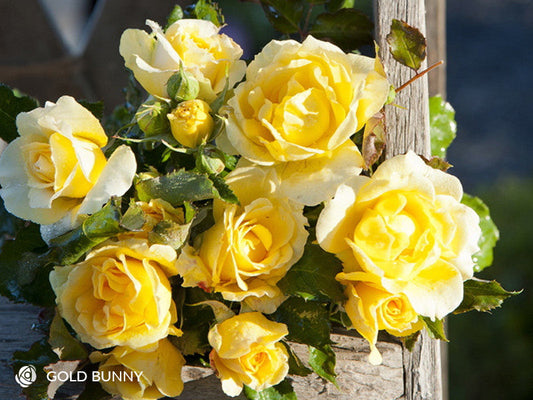 Gold Bunny - Floribunda Rose