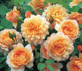 Grace - David Austin Shrub Rose