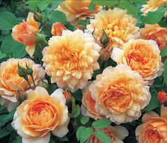 Grace - David Austin Shrub Rose