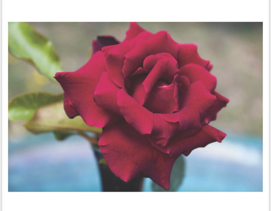 Smooth Touch Ruby Red Thornless Bush Rose