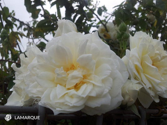 Lamarque - Climbing Rose