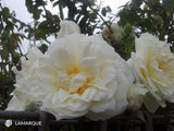 Lamarque - Climbing Rose