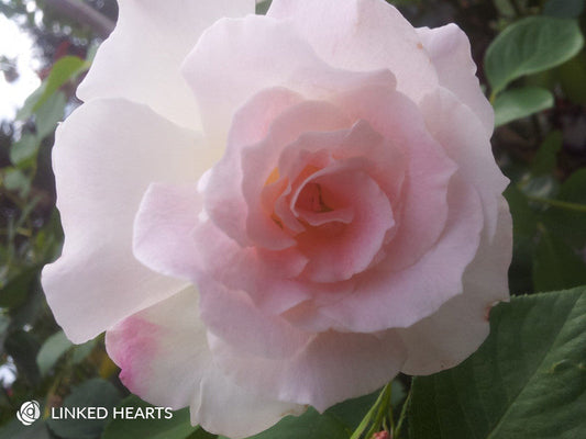 Linked Hearts - Hybrid Tea Rose