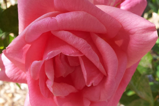 Lorraine Lee - Old Fashioned Bush Rose