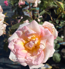Makybe Diva New Release Hybrid Tea (bare-rooted)
