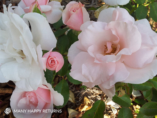 Many Happy Returns  - Modern Shrub