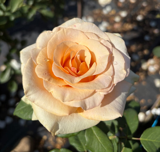 Marilyn Monroe New Release Hybrid Tea 2ft Patio Standard