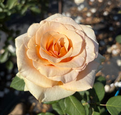 Marilyn Monroe New Release Hybrid Tea 2ft Patio Standard