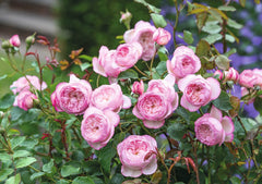The Mill on the Floss - Bush Rose