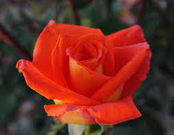 Monica - Hybrid Tea Rose