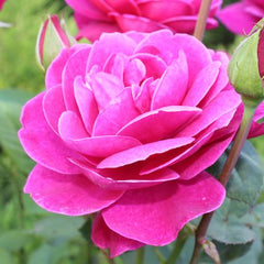 Mother And Child -Bareroot