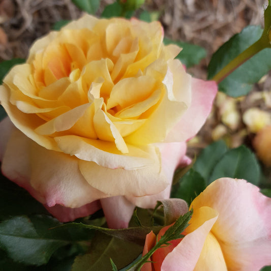 My Yellow Rose - Hybrid Tea Bush