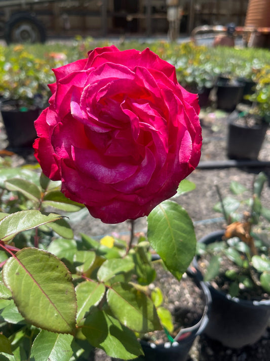 Olympic Torch Hybrid Tea Bush Rose