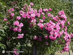 Our Rosy Carpet - Ground Covering/Landscape Rose