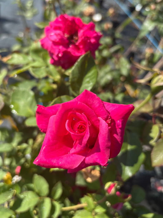 Peter Frankenfeld Hybrid Tea 2ft patio standard