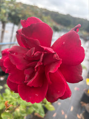 Oklahoma - Hybrid Tea Rose 2ft patio standard