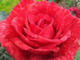 Red Intuition - Delbard Rose