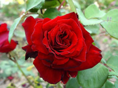 Red cross -Bareroot