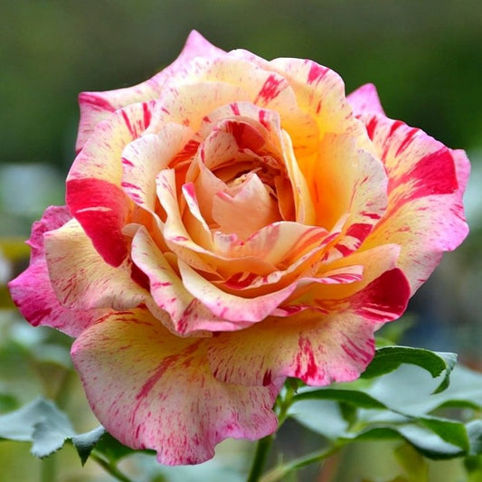 Camille Pisarro Delbard Bush Rose