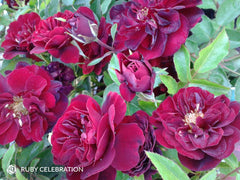 Ruby Celebration - Modern Shrub (bare rooted)