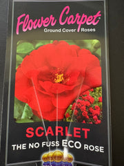 140mm Flower Carpet Scarlet