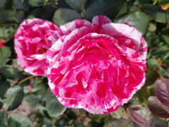 Scentimental - Modern Shrub