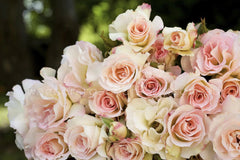 Seduction® (New Release Climbing) Bush Rose