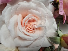 Shirley's Rose - Hybrid Tea (bare rooted)